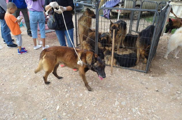 一只五岁的马犬商贩仅500元出售,男子却觉得价格高了! 一只五岁的马犬商贩仅500元出售,男子却觉得价格高了!