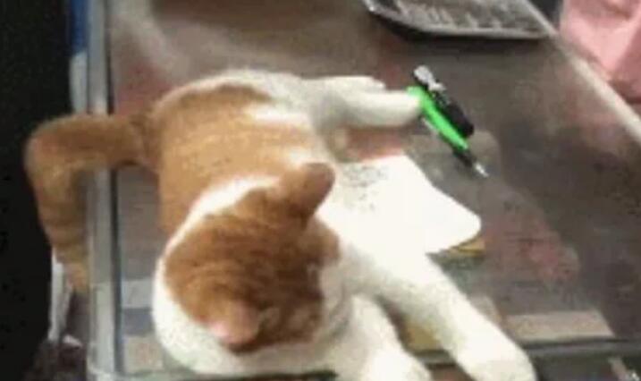 买回家招揽生意的猫越来越不像话,每天不吃饭的时候就知道睡觉