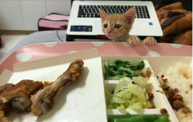 主人正在吃饭, 小猫双爪扒着桌子, 眼睛盯着鸡腿看