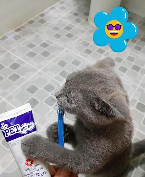 主人想给猫咪刷牙,猫咪自己把牙刷往嘴里塞,萌出血! 主人想给猫咪刷牙,猫咪自己把牙刷往嘴里塞,萌出血!