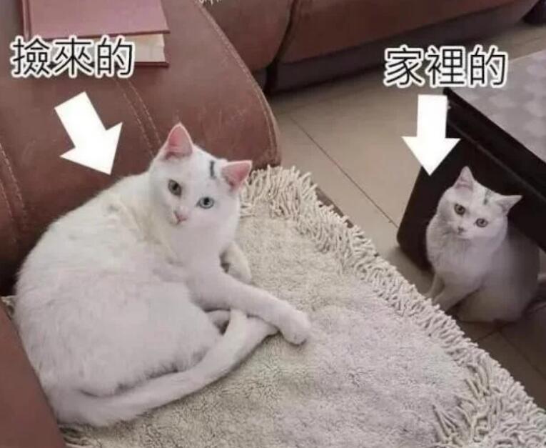 老妈捡了一只流浪猫和我家一模一样,网友纯天然克隆省了几十万 老妈捡了一只流浪猫和我家一模一样,网友纯天然克隆省了几十万