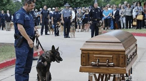 警犬退役之后怎么处理, 被确认无用后实行安乐死, 简直太残忍了 警犬退役之后怎么处理, 被确认无用后实行安乐死, 简直太残忍了