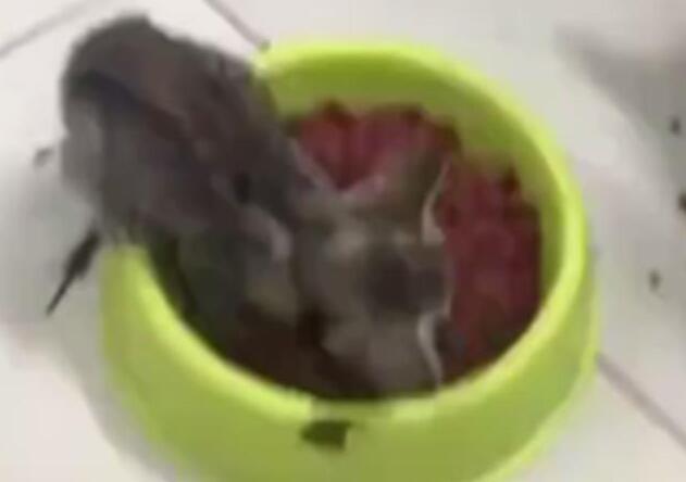 主人为猫咪准备大餐,却发现猫咪一脸委屈,转头一看,笑到打嗝! 主人为猫咪准备大餐,却发现猫咪一脸委屈,转头一看,笑到打嗝!