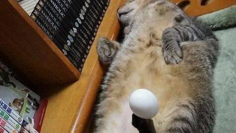 主人捉弄猫咪,在它身上放了一颗蛋,猫醒来吓到炸毛:我生蛋了? 主人捉弄猫咪,在它身上放了一颗蛋,猫醒来吓到炸毛:我生蛋了?