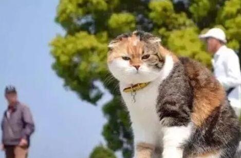 最励志的猫咪, 为了减肥, 它爬了7年的山, 不过, 很让人大笑哈。 