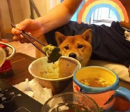 主人为防柴犬偷吃，出此奇招，柴犬看到“狗头”就懵了