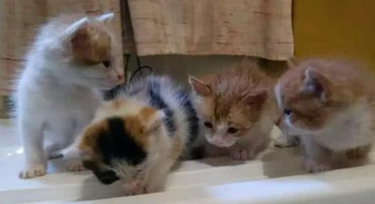 小猫断奶后生病离世，猫妈妈充满了悲伤，三种原因导致小猫患病！