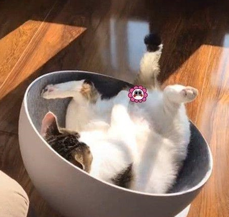 男子提前1小时下班,回家撞见猫咪的样子愣住:以后还是多加班吧