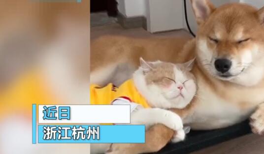 杭州猫咪与狗子相亲相爱，猫咪放撒娇大招拴住狗子的心：不松手你就跑不掉
