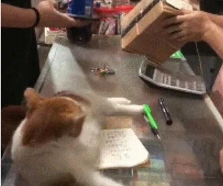 买回家招揽生意的猫越来越不像话，每天不吃饭的时候就知道睡觉
