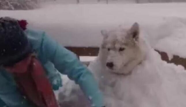 哈士奇把主人堆的雪人弄没了，于是主人一生气把二哈堆成了雪狗