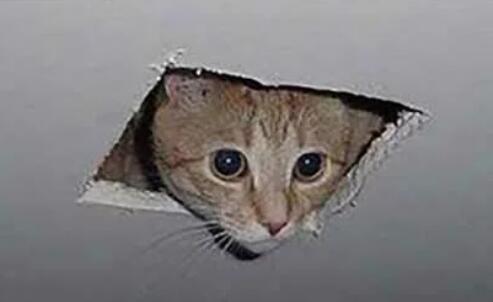俄罗斯黑猫逼退棕熊？猫咪监听间谍？盘点5个奇怪神奇的猫咪事件