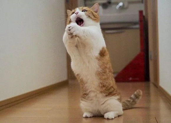 猫咪“拜拜手”也太可爱了,为你盘点那些神奇的肢体语言~ 猫咪“拜拜手”也太可爱了,为你盘点那些神奇的肢体语言~