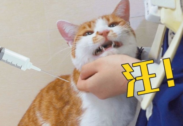 喵星人为了逃避看医生，真是用尽了各种方法，垃圾桶也不放过！