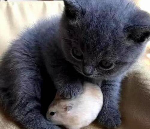 主人买了只小蓝猫，仓鼠每天对它投怀送抱：从小打好关系很重要！