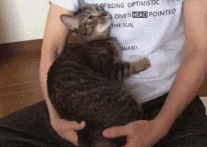 主人只要把手摆成摊手的姿势，家里的猫就会是这种反应，萌爆了