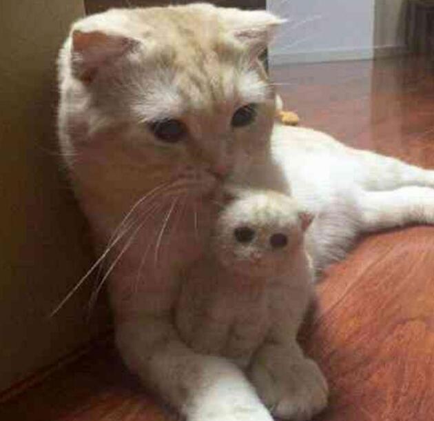 主人撸猫毛做了一只猫，猫咪盯着一脸懵：朕啥时有了娃？