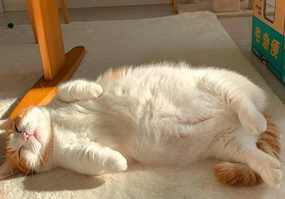 猫咪“拜拜手”也太可爱了,为你盘点那些神奇的肢体语言~ 猫咪“拜拜手”也太可爱了,为你盘点那些神奇的肢体语言~