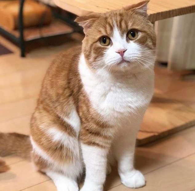 一只折耳小橘猫,背影萌翻好多人,而正面照也同样令人惊艳 一只折耳小橘猫,背影萌翻好多人,而正面照也同样令人惊艳
