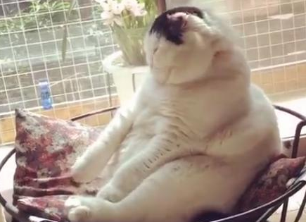 猫咪坐着睡觉姿态图片 | 胖猫咪坐着打瞌睡,都胖成一座小山了,它绝对不是虚胖啊 猫咪坐着睡觉姿态图片 | 胖猫咪坐着打瞌睡,都胖成一座小山了,它绝对不是虚胖啊