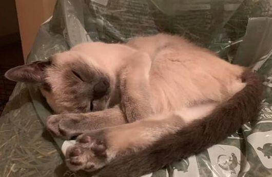 小猫身患肺炎长太瘦,老板准备处理被男子买下,养成一只“美猫” 小猫身患肺炎长太瘦,老板准备处理被男子买下,养成一只“美猫”