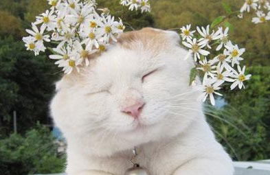 一只流浪猫钻进男生宿舍,4个大汉瞬间少女心爆棚:这也太可爱了 一只流浪猫钻进男生宿舍,4个大汉瞬间少女心爆棚:这也太可爱了