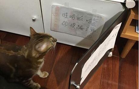 怎么防止猫开柜子 | 铲屎官防止猫咪开柜子新招式,气的猫咪直翻白眼! 怎么防止猫开柜子 | 铲屎官防止猫咪开柜子新招式,气的猫咪直翻白眼!