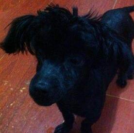 小伙子出差让老爸照顾泰迪,回来后发现自己爱犬超拉风! 小伙子出差让老爸照顾泰迪,回来后发现自己爱犬超拉风!
