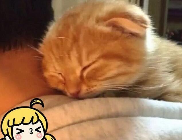 主人只顾打游戏，猫咪爬到身上求关注，却在帽子里睡着了