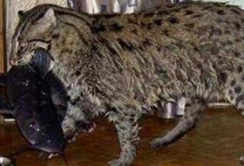 路边捡到一只小猫，长大后天天往家里叼鱼，兽医劝说赶紧送走 