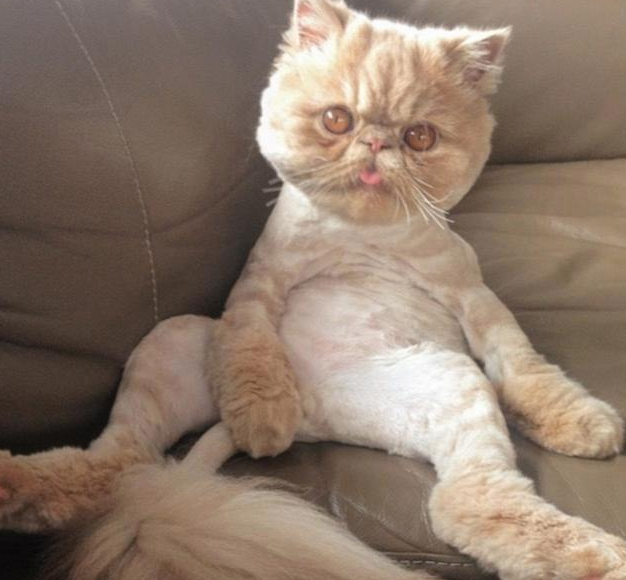 猫咪招牌姿势图片 | 网上一只新秀猫咪诞生了