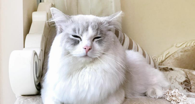 一只“猫”体重接近20斤、价近十万,不可思议! 一只“猫”体重接近20斤、价近十万,不可思议!