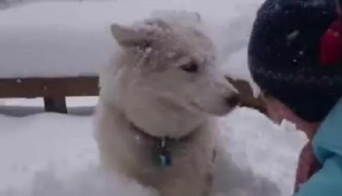 哈士奇把主人堆的雪人弄没了，于是主人一生气把二哈堆成了雪狗