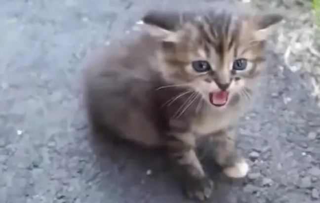 原来猫咪这么讨厌人亲它脑袋，尤其是小奶猫？！