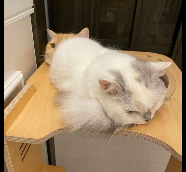 橘猫在窝里躺着,白猫看见后直接坐在了它身上,橘猫:妈,你看! 橘猫在窝里躺着,白猫看见后直接坐在了它身上,橘猫:妈,你看!