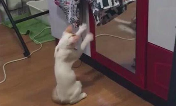 猫咪在镜子面前摆弄双爪，猫咪：为什么镜子里的猫总模仿我？ 
