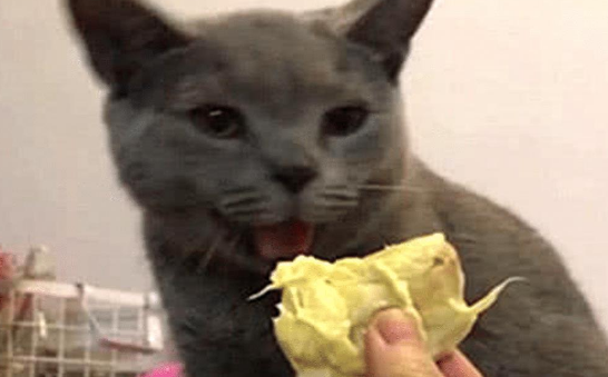 男主喂猫咪吃榴莲，蓝猫好奇闻了一下，随后一幕主人笑喷了