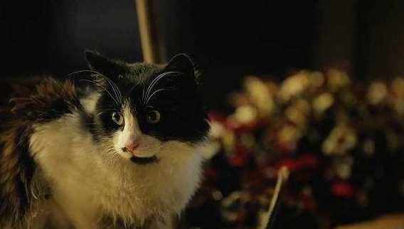 一座被猫统治的城市，猫咪数量超过12万，当地人：猫是这儿的主人