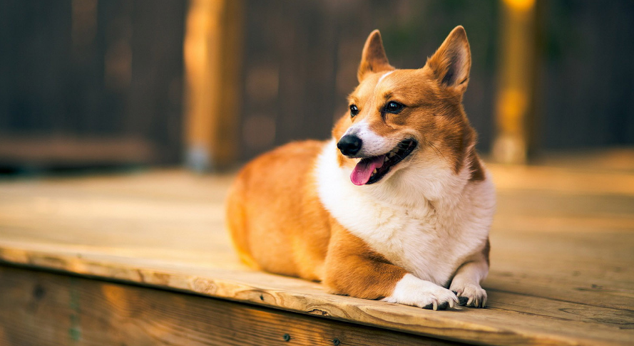 被遗弃犬伤人,原主人仍需担责;投喂的流浪犬致伤也担责 被遗弃犬伤人,原主人仍需担责;投喂的流浪犬致伤也担责