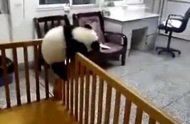 熊猫团子形成犯罪团伙, 集体越狱! 奶爸一来全吓倒, 网友: 有亮点