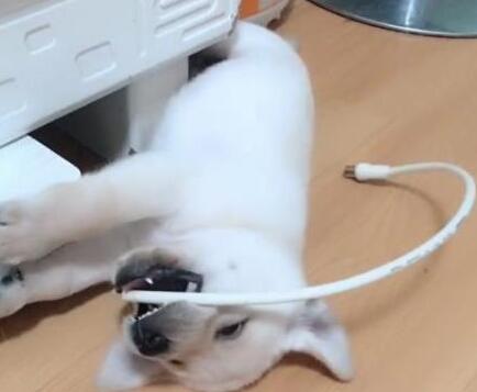 主人指责小狗狗拆家,狗妈妈上去就是一顿收拾,果然是亲妈 主人指责小狗狗拆家,狗妈妈上去就是一顿收拾,果然是亲妈