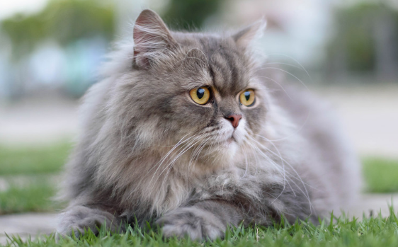 新手养猫有哪些注意事项?这篇文章给你答案! 新手养猫有哪些注意事项?这篇文章给你答案!