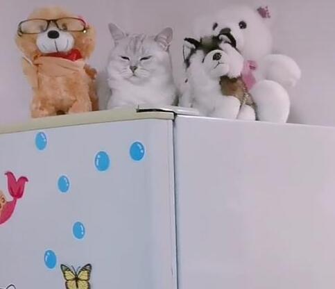下班回家后找不到猫咪,不料它竟然睡在这,网友:隐藏的特别好!