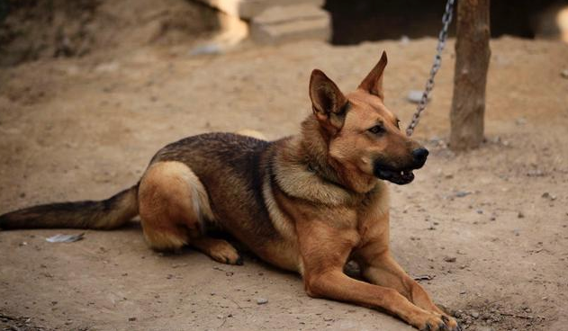 狼犬中华田园犬 | 它们是野狼后代:中华田园狼犬,性能不输德牧 狼犬中华田园犬 | 它们是野狼后代:中华田园狼犬,性能不输德牧