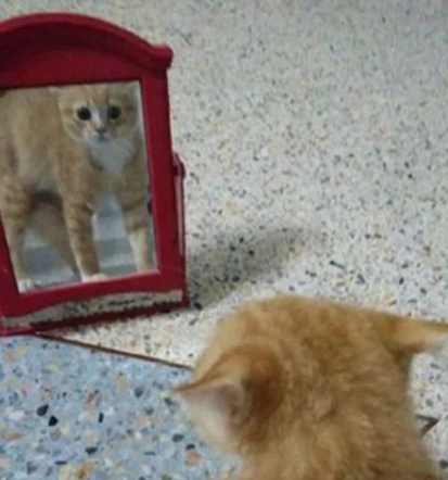 主人买了一个镜子，猫咪路过时的反应过于有趣：你是哪位