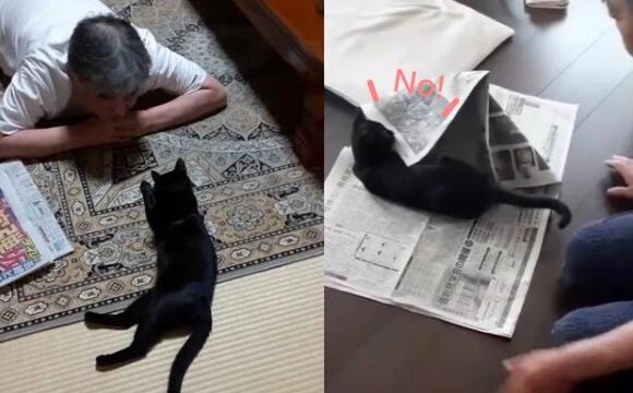 调皮小黑猫超黏伯伯，看报纸都被暴力阻止：你要看我！