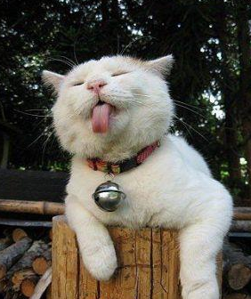 一只流浪猫钻进男生宿舍,4个大汉瞬间少女心爆棚:这也太可爱了 一只流浪猫钻进男生宿舍,4个大汉瞬间少女心爆棚:这也太可爱了