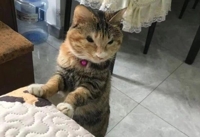 去朋友家做客,推开门却迈不开步子:这猫看着有些怪?