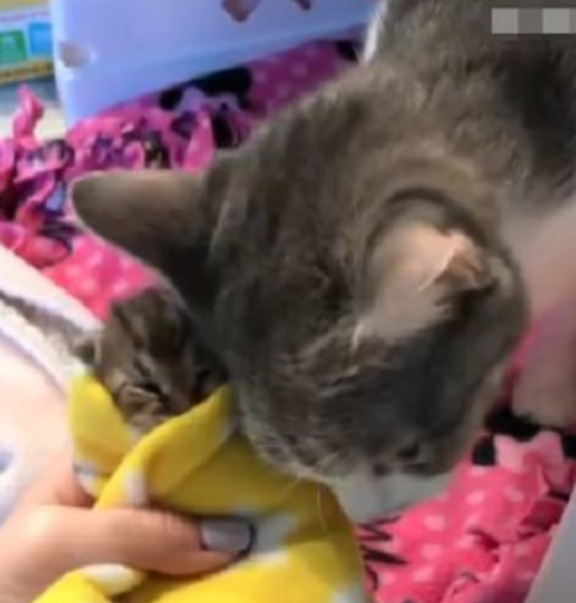 猫妈以为小奶猫不见了,当主人拿出小猫时,猫妈的反应太暖心 猫妈以为小奶猫不见了,当主人拿出小猫时,猫妈的反应太暖心