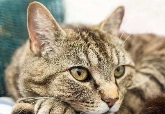 狸花猫是最忠诚的猫咪，它把野性都给了外人，把温柔都给了主人